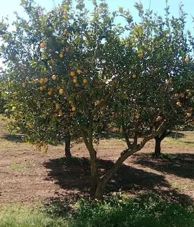 La Rossi With Pool 4